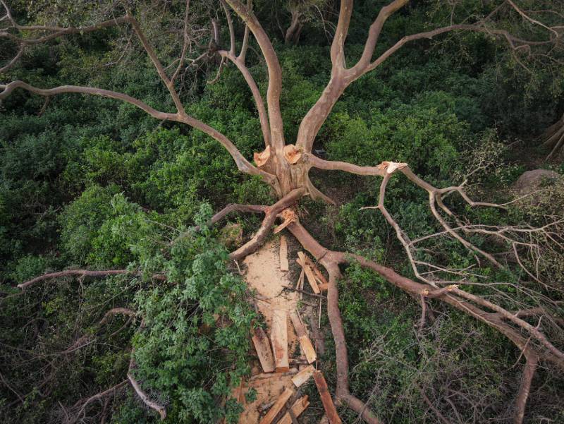 A felled tree seen from above, sawn timber beside it