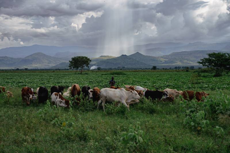 A herd grazing on the plains under rain, with a young herder