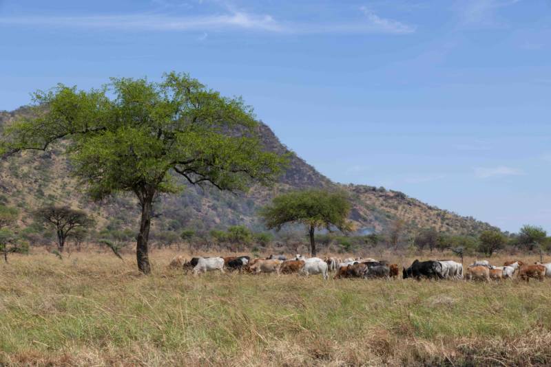 Cattle moving through dry grassland below a hill