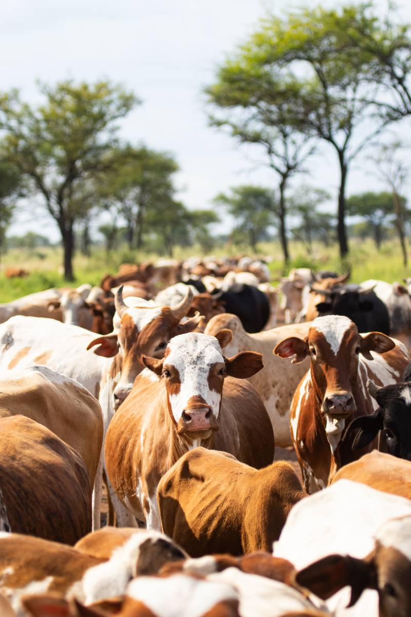 A dense herd of cattle in the reserve