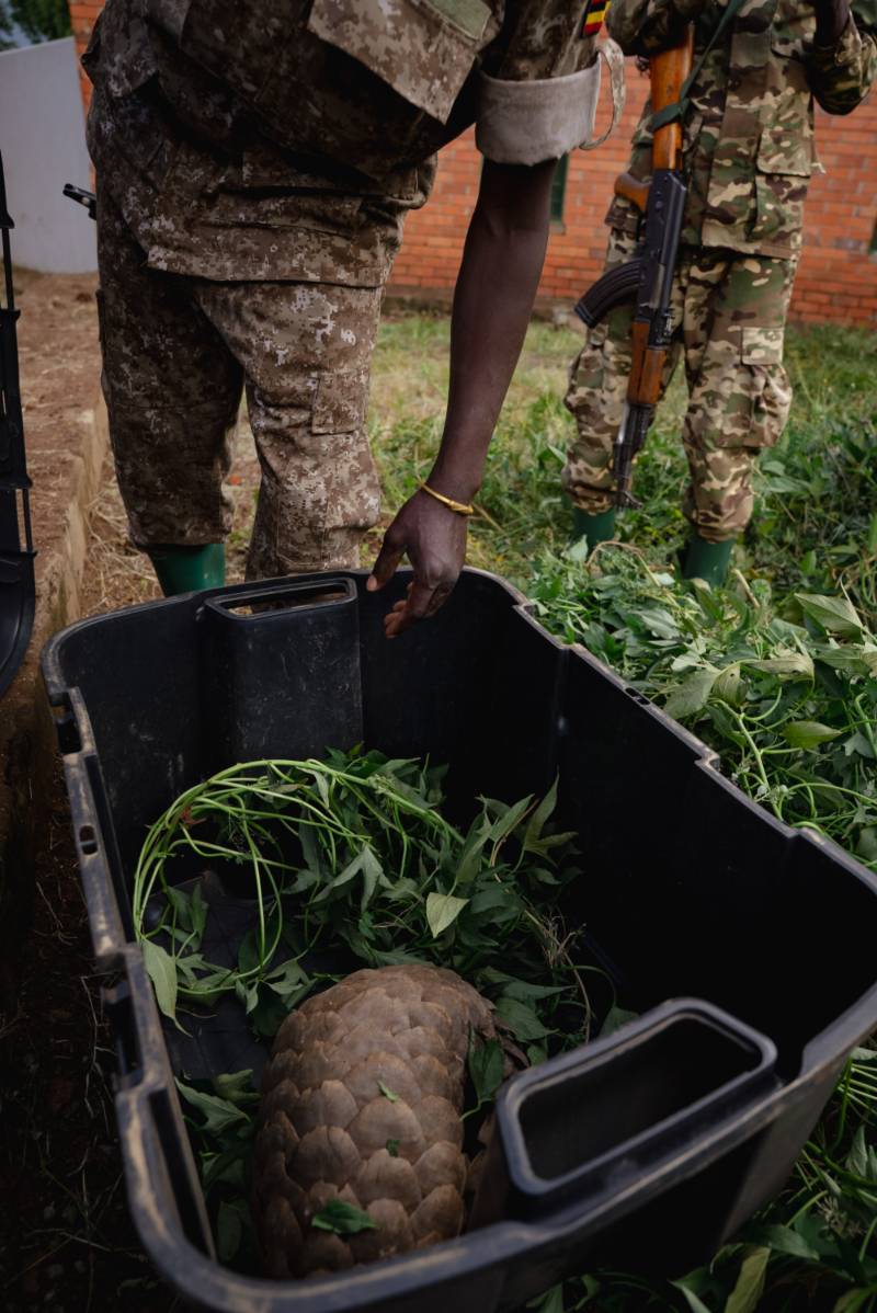 A confiscated pangolin in a transport crate
