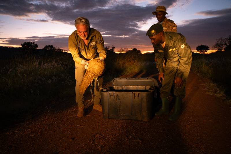 A pangolin released back into the reserve at dusk