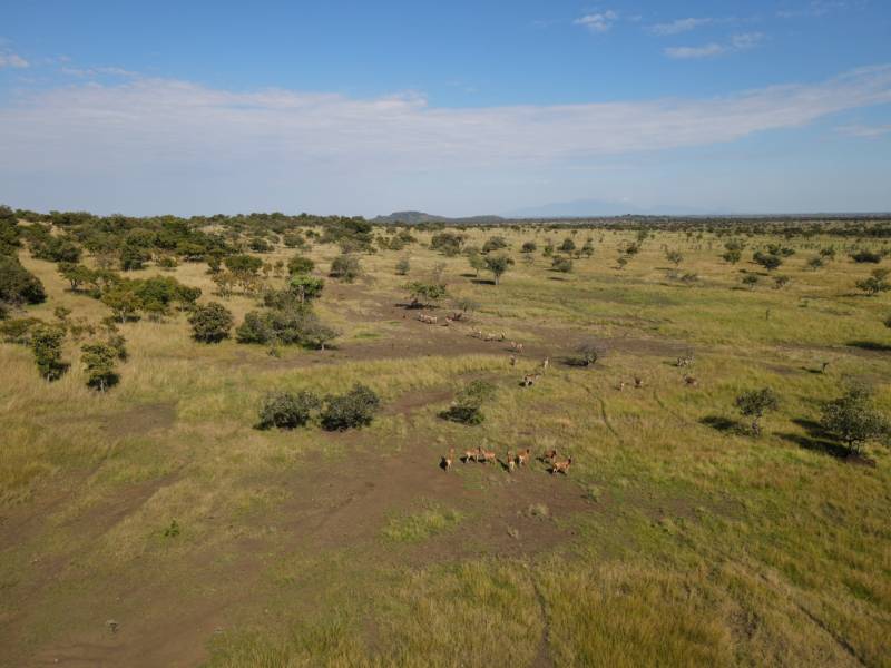 Hartebeest on drying grassland, seen from the air