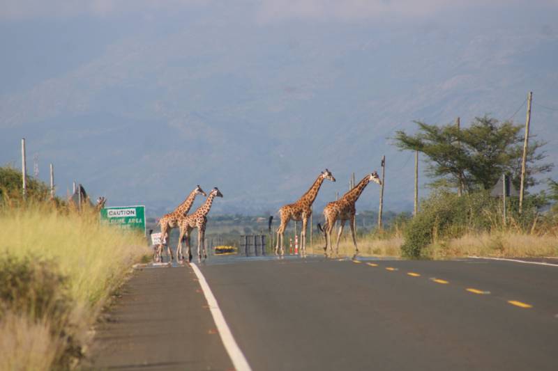Giraffes crossing the tarmac beside a wildlife area sign