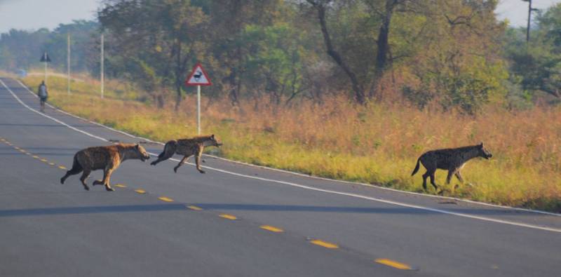 Hartebeest at the roadside as motorcycles pass