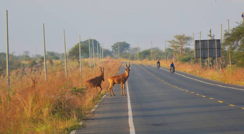 Hyenas crossing the road past a wildlife warning sign