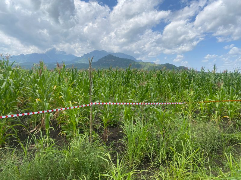 Demarcation tape marking a crop field damaged in a conflict incident