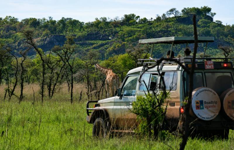Game drives across the open plains