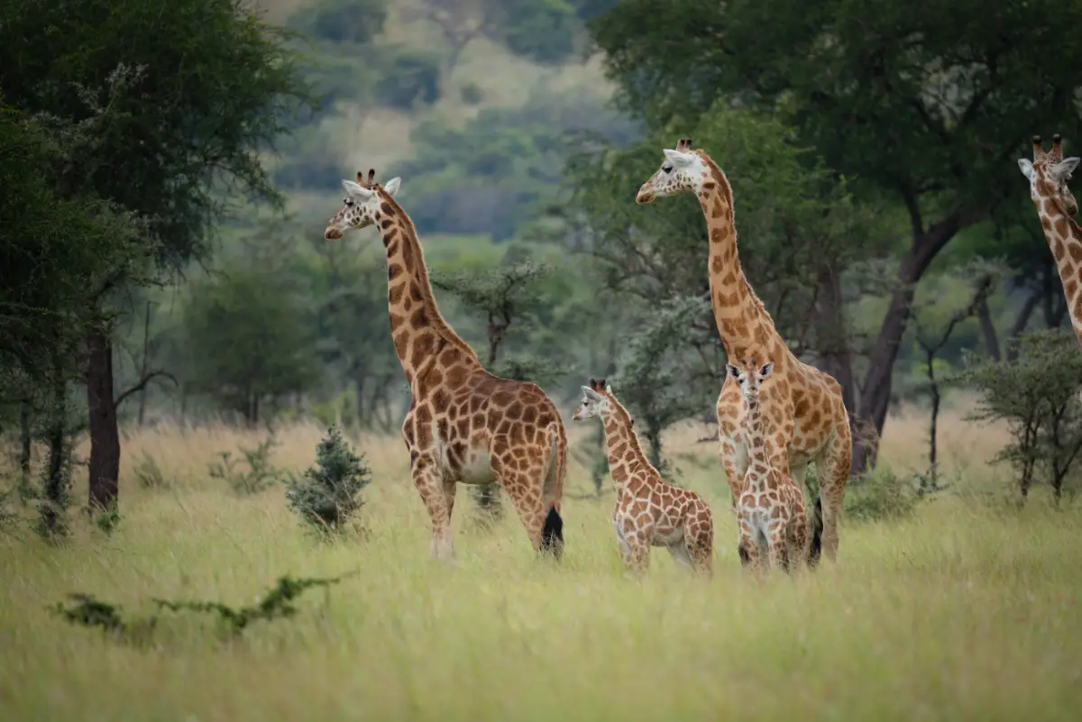 Wildlife of Pian Upe