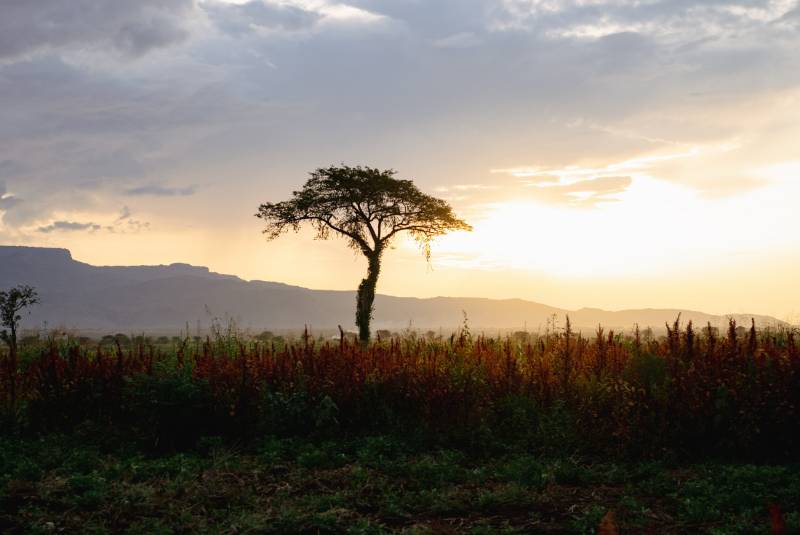 An acacia silhouetted against sunrise below the escarpment
