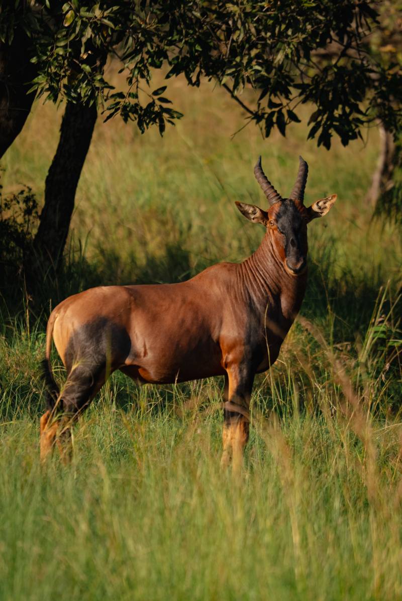 A topi standing in the long grass
