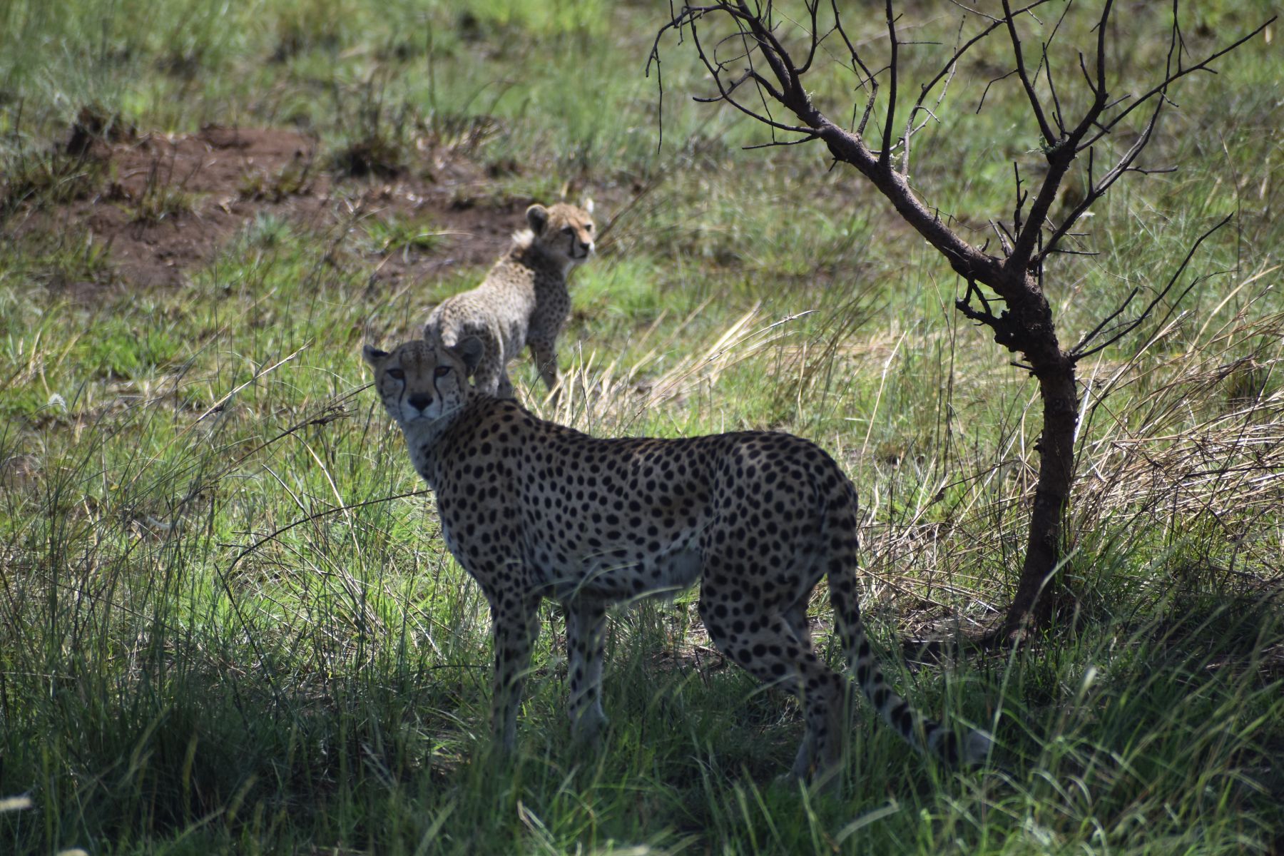 A cheetah on the open plains of Pian Upe