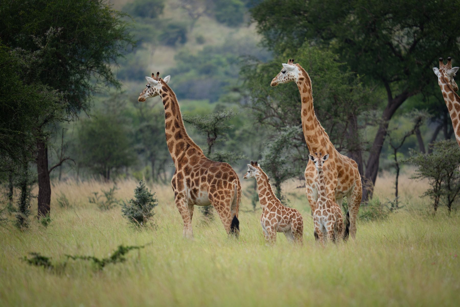 Nubian giraffe under protection