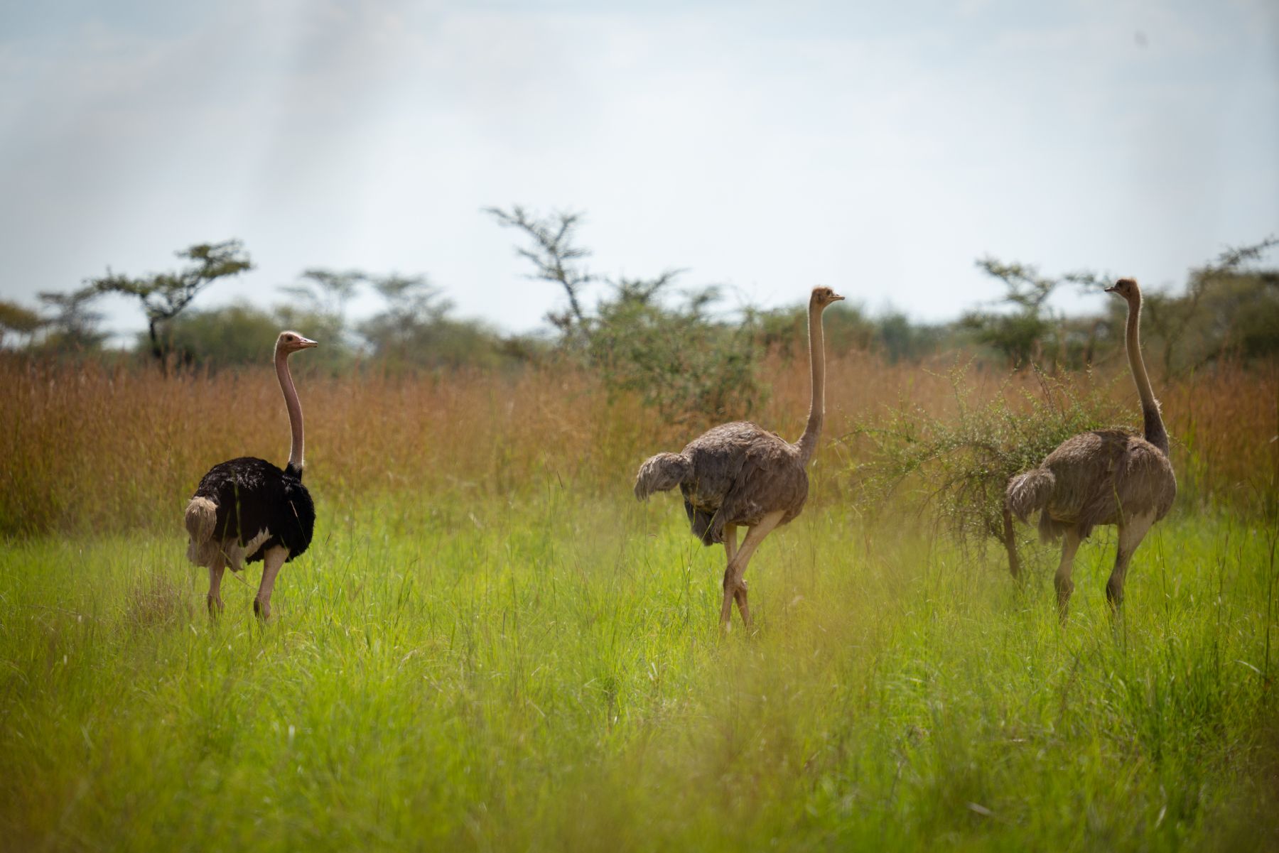 Ostrich on the open savannah