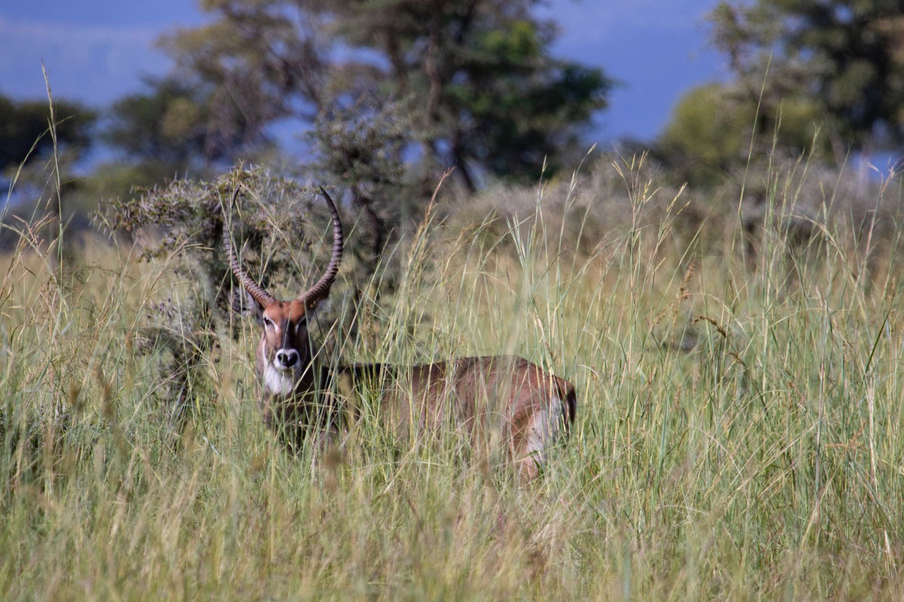 Tracking wildlife on foot with rangers