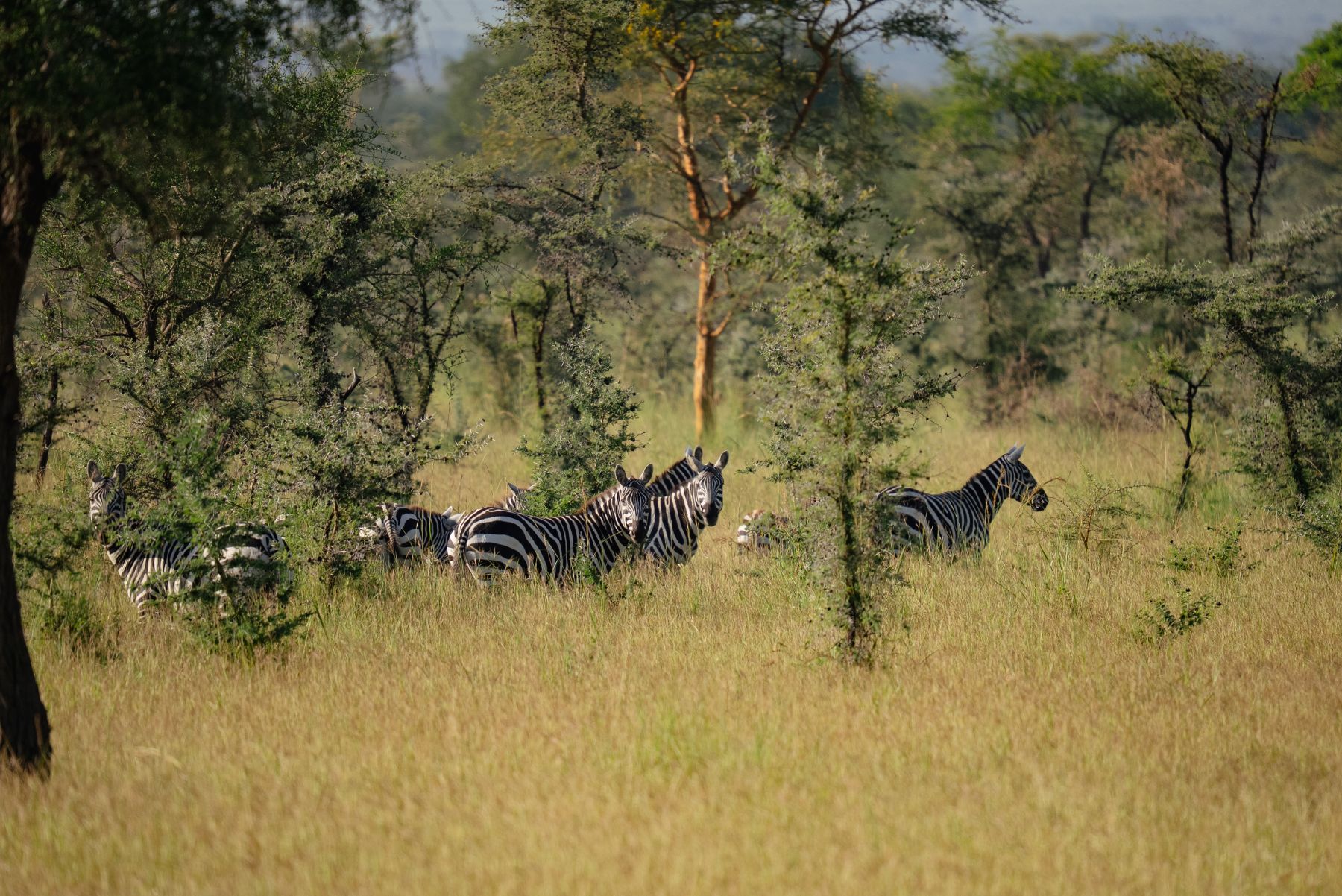 A herd of zebra on the Pian Upe plains