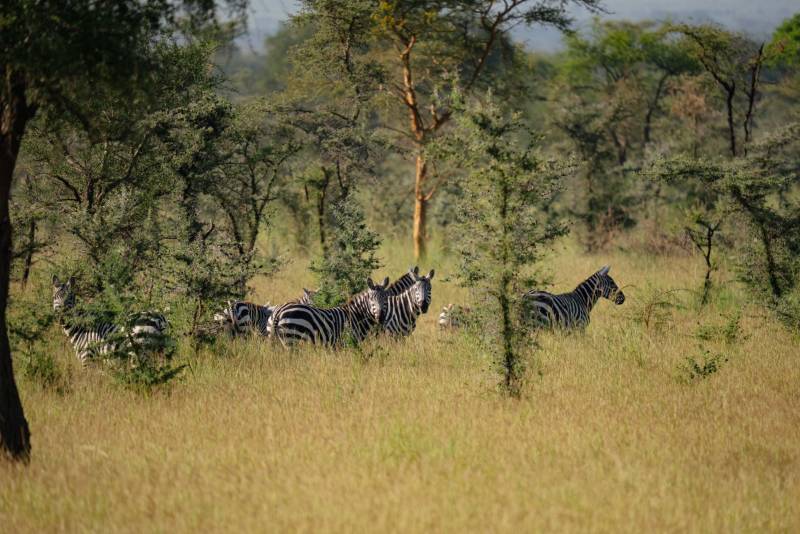 A herd of zebra on the Pian Upe plains