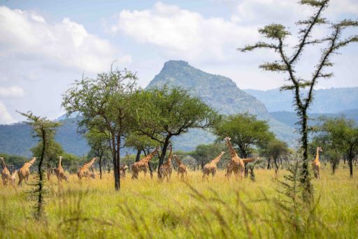 Pain Upe Giraffes